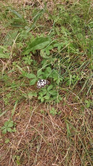 Melanargia galathea - sakktáblalepke