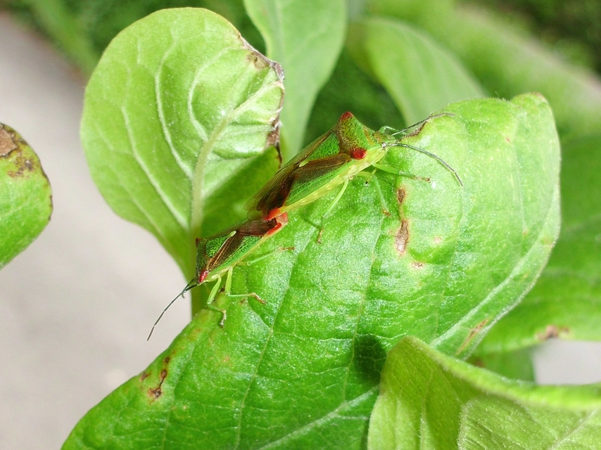 Acanthosoma haemorrhoidale - nagy dajkapoloska Acanthosoma haemorrhoidale - nagy dajkapoloska
