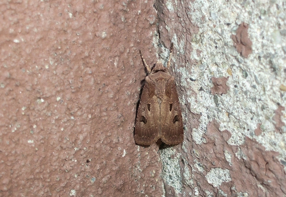 Agrotis exclamationis - felkiáltójeles földibagoly