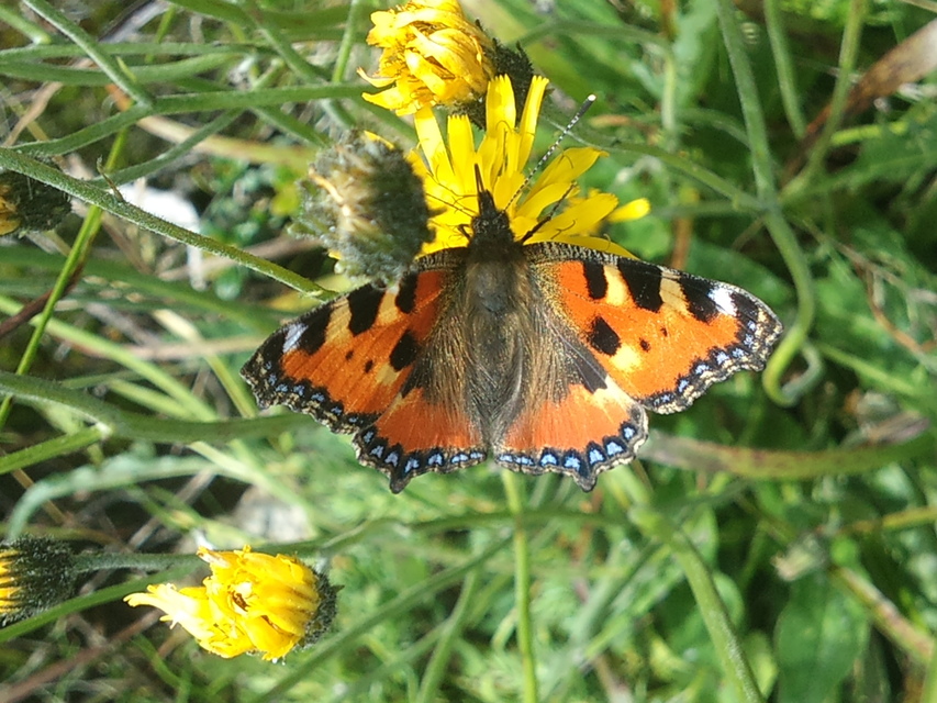 Nymphalis urticae - kis rókalepke