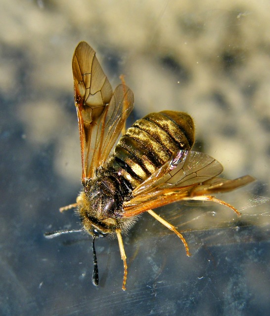 Cimbicidae - bunkóscsápú levéldarazsak