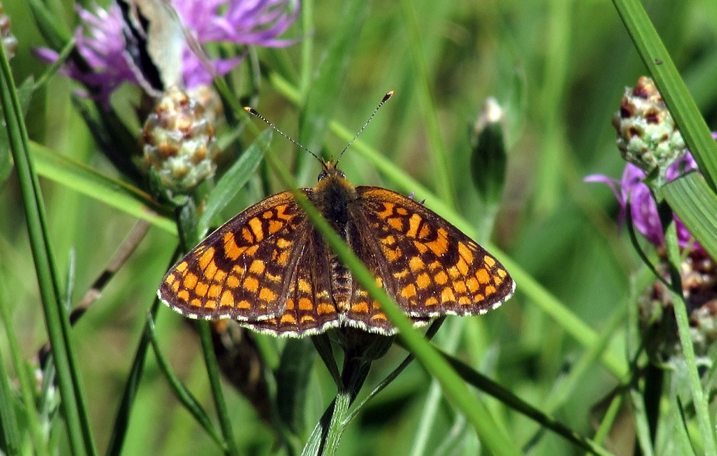 Melitaea phoebe - nagy tarkalepke