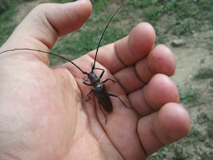 Monochamus sartor - nagy fenyvescincér