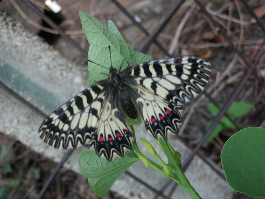 Zerynthia polyxena - farkasalmalepke
