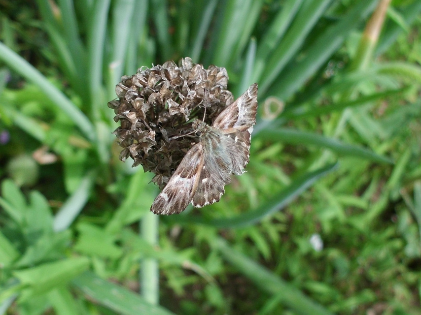Carcharodus floccifera - pemetefű-busalepke