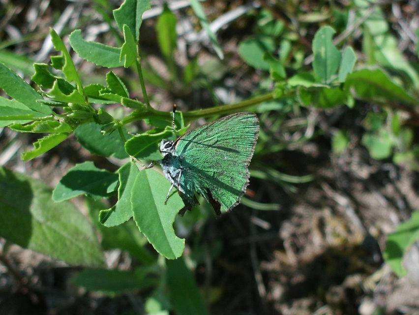 Callophrys rubi - zöldfonákú lepke