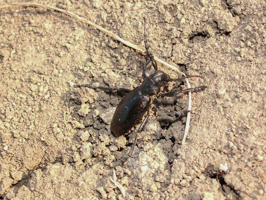 Dorcadion aethiops - fekete gyalogcincér
