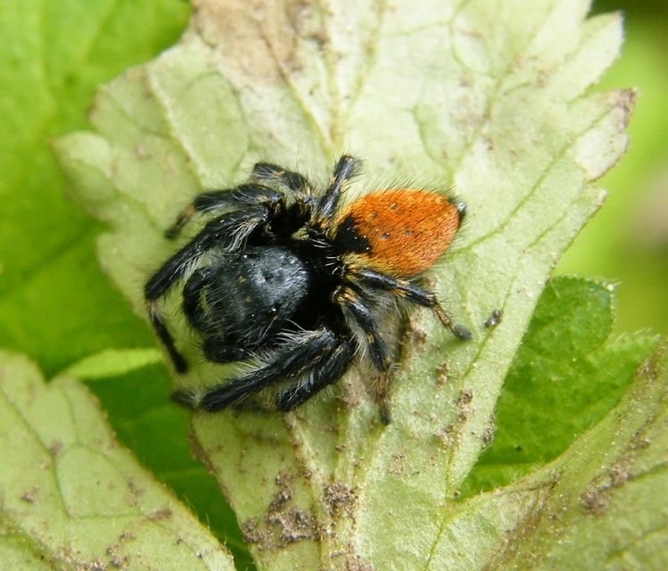 Carrhotus xanthogramma - rozsdás ugrópók