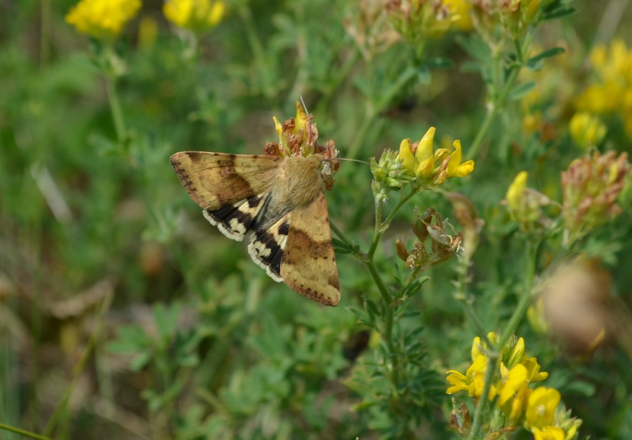 Heliothis viriplaca - mácsonyabagoly