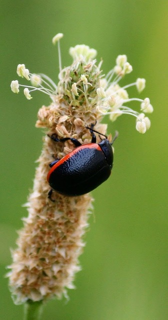 Chrysolina rossia - trapézhátú szegélyeslevelész