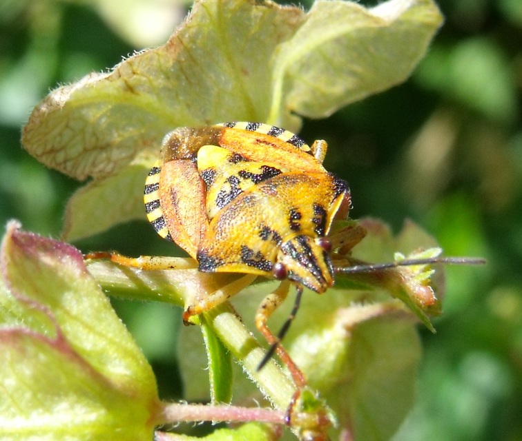 Carpocoris Carpocoris