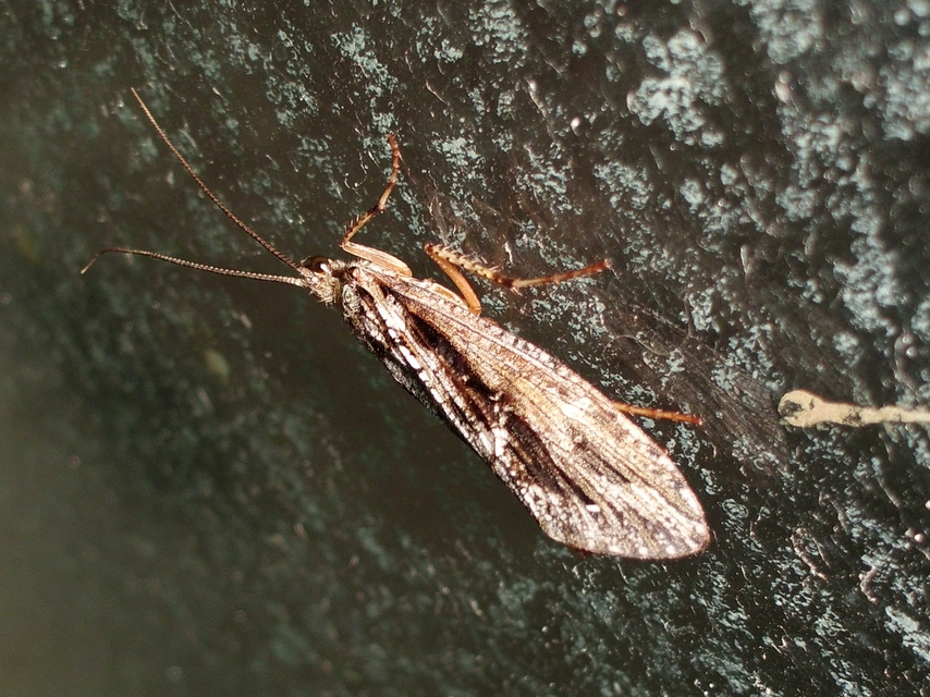 Phryganeidae