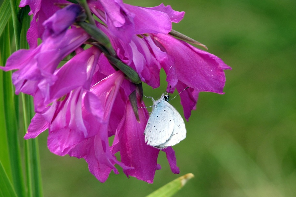 Celastrina argiolus - bengeboglárka