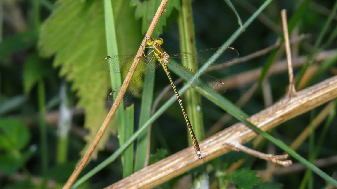 Lestes barbarus - foltosszárnyjegyű rablószitakötő