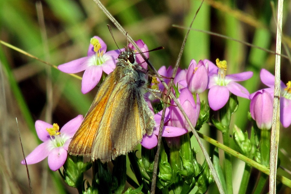 Thymelicus lineola - vonalas busalepke