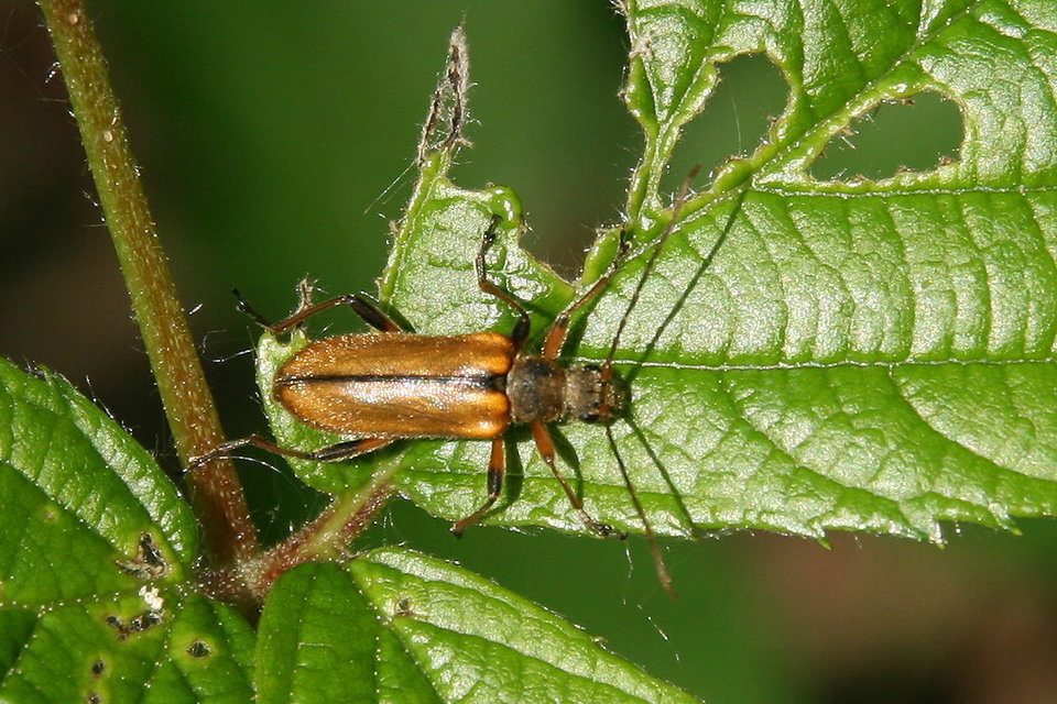 Cortodera humeralis - négyfoltos cserjecincér