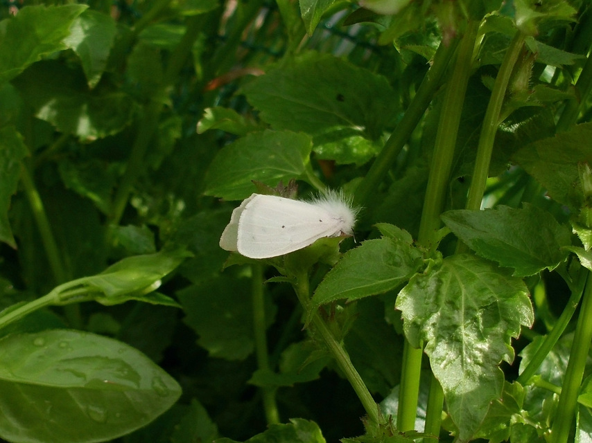 Diaphora mendica - felemás medvelepke