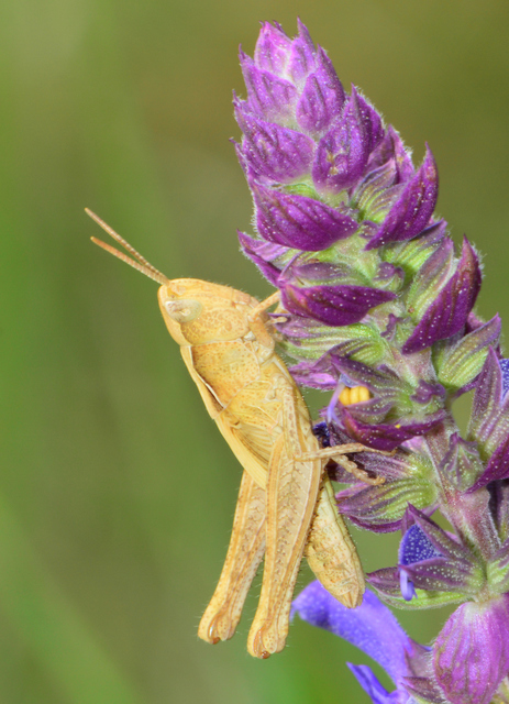 Chorthippus (Glyptobothrus) (subgenus)