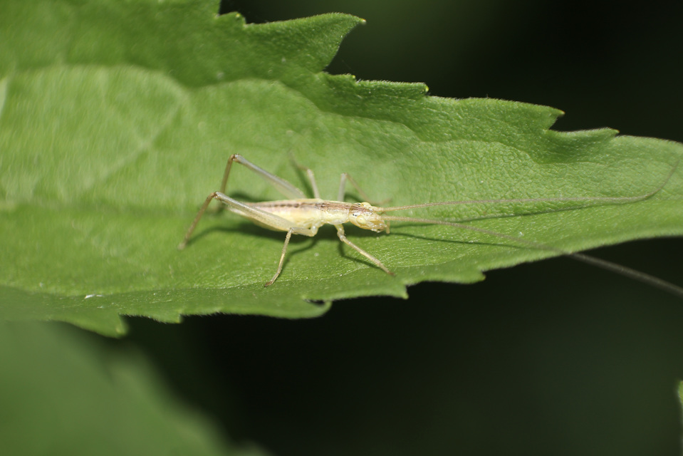 Oecanthus pellucens - pirregőtücsök