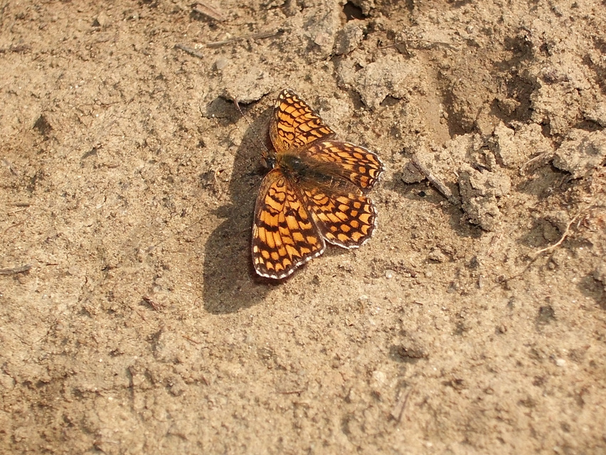 Melitaea phoebe - nagy tarkalepke