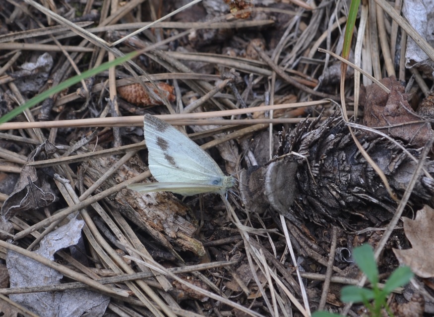 Pieris ergane - sziklai fehérlepke