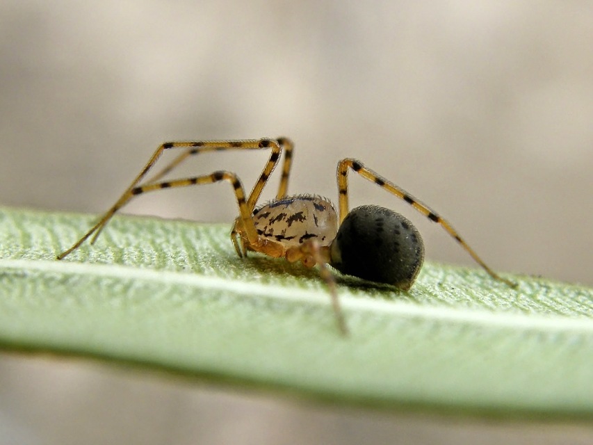 Scytodes thoracica - közönséges csupaszpók