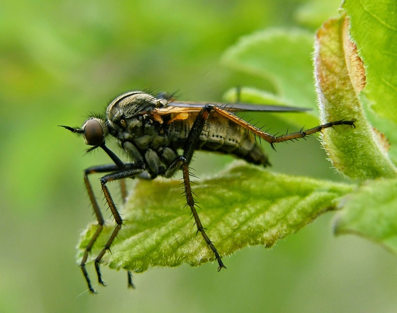 Empis tessellata - kockás táncoslégy