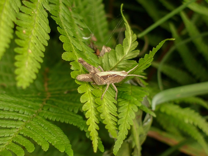 Chorthippus (Glyptobothrus) (subgenus)