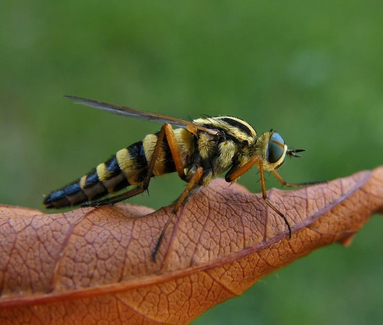 Thereva aurata - aranyos tőröslégy