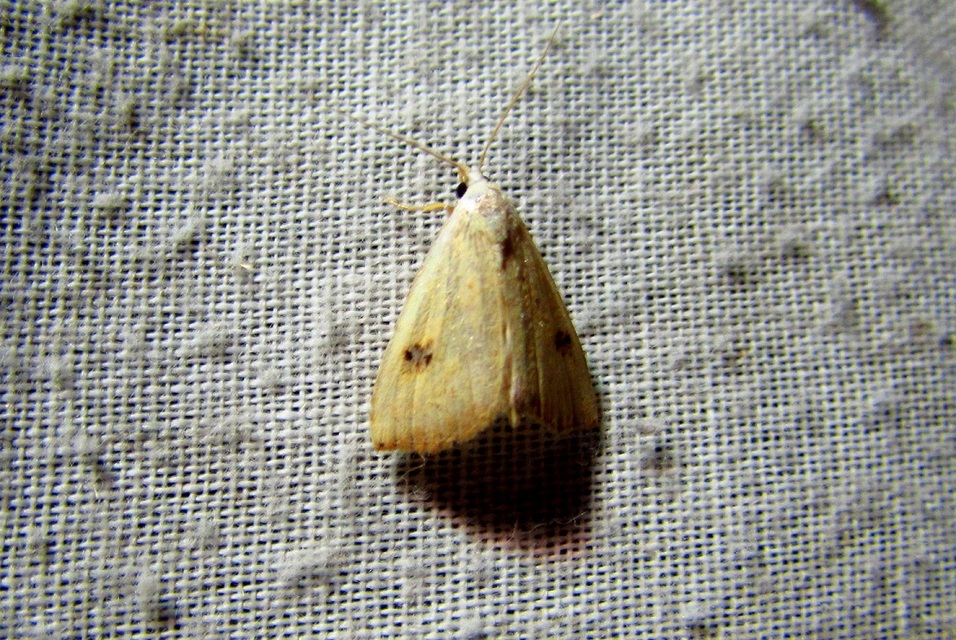 Rivula sericealis - selymes lórombagoly