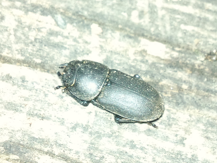 Dorcus parallelipipedus - kis szarvasbogár