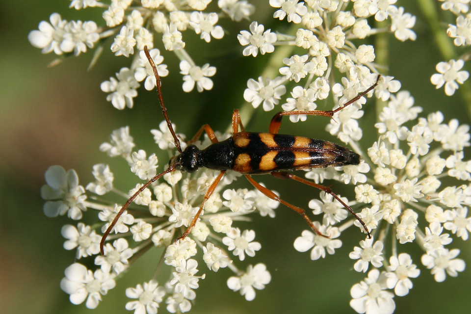 Strangalia attenuata - nyurgacincér