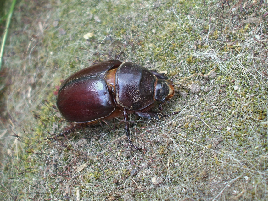 Oryctes nasicornis - orrszarvú bogár