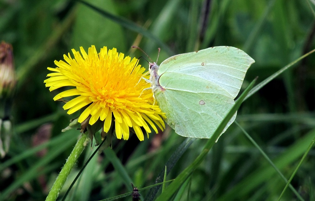Gonepteryx rhamni - citromlepke