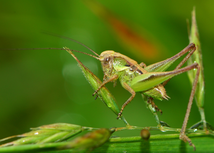 Platycleis