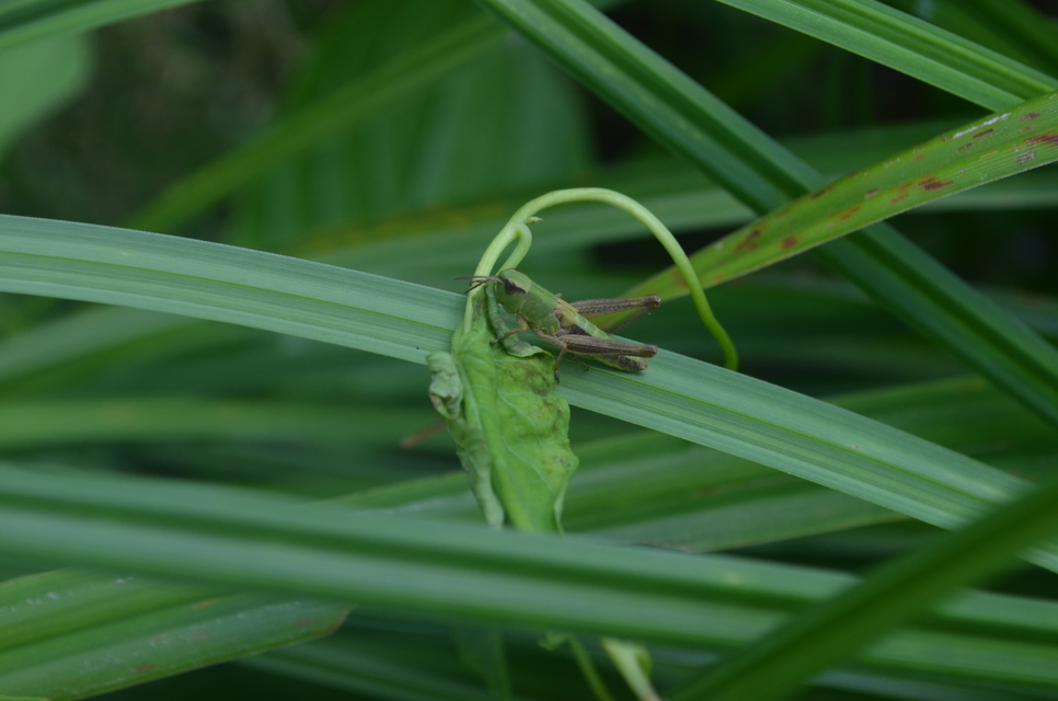 Pseudochorthippus parallelus - közönséges rétisáska Pseudochorthippus parallelus - közönséges rétisáska