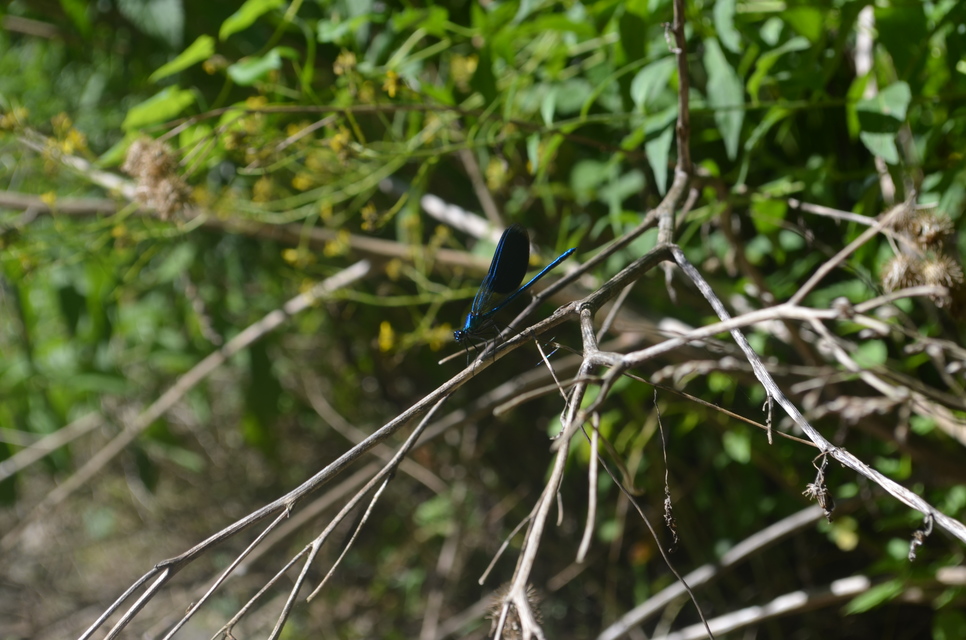 Calopteryx splendens - sávos szitakötő