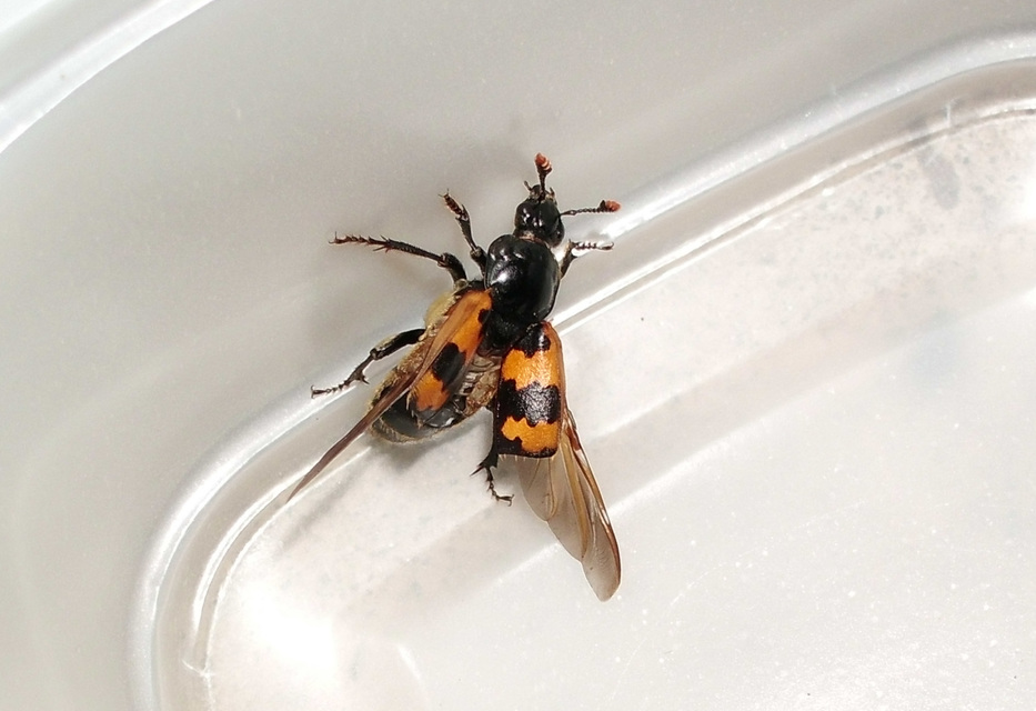 Nicrophorus interruptus - sárgaszőrű temetőbogár