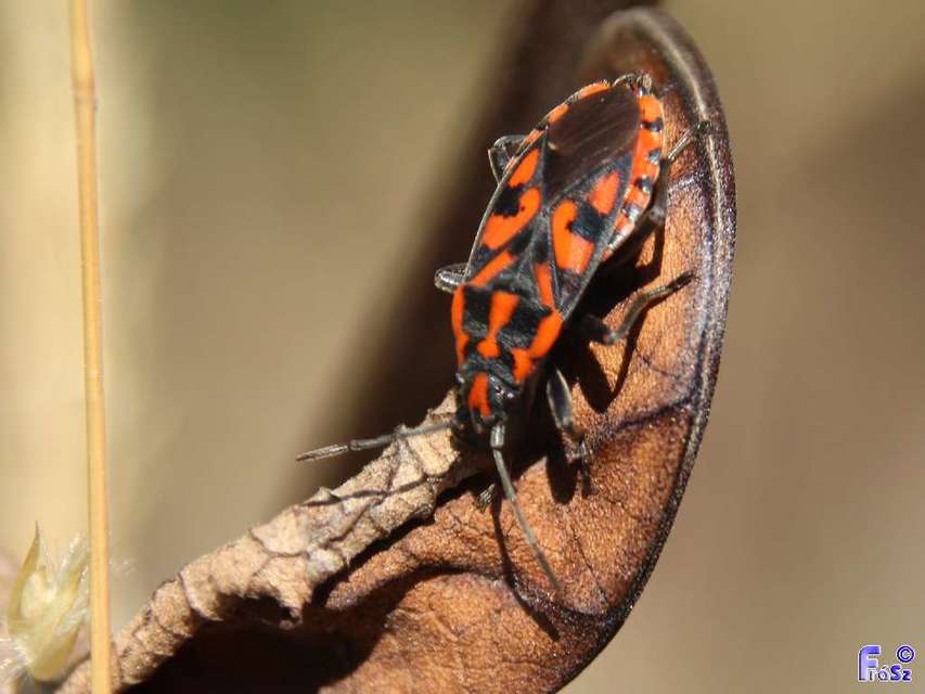 Spilostethus saxatilis - virágbodobács