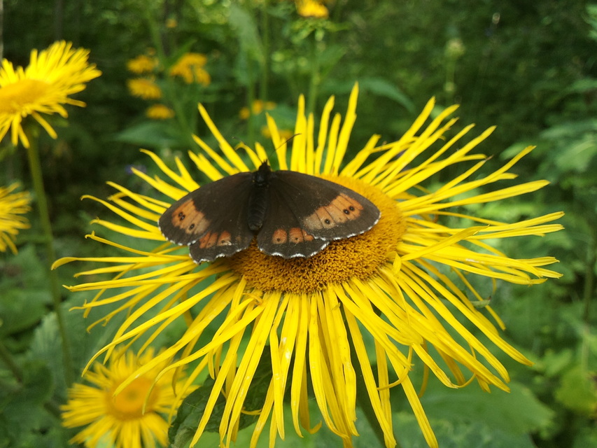 Erebia