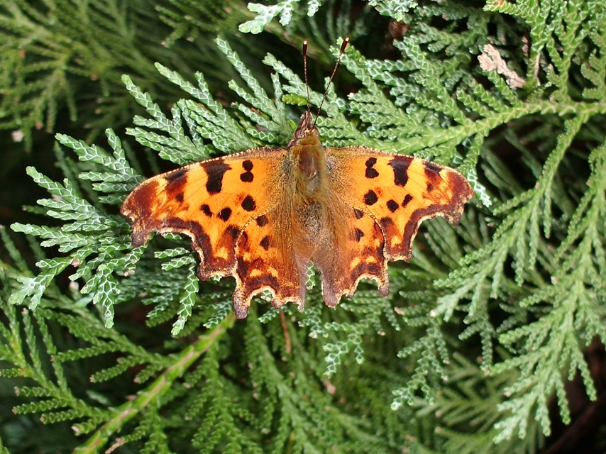 Nymphalis c-album - C-betűs lepke