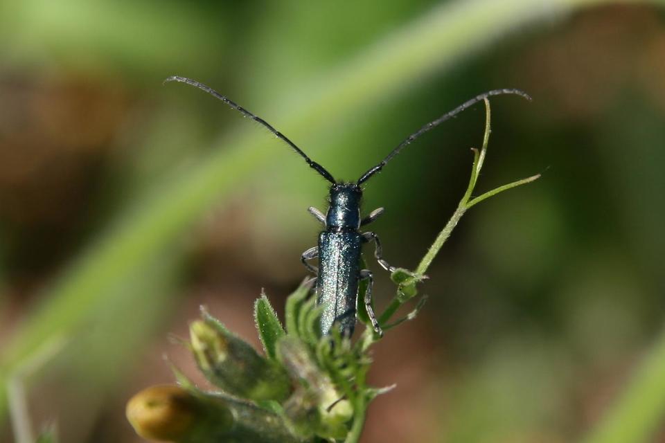 Agapanthia