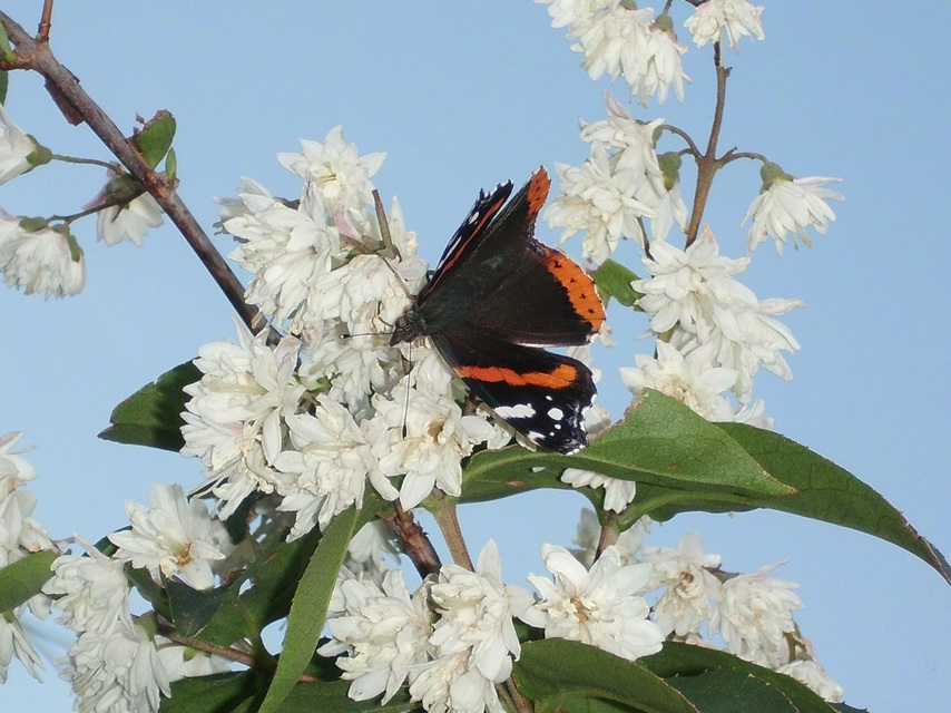 Vanessa atalanta - atalantalepke