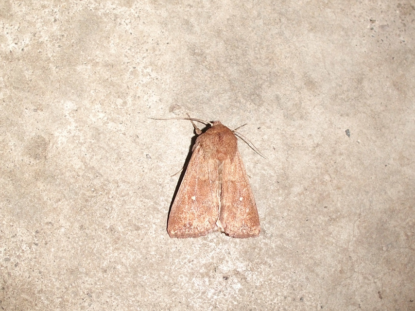 Mythimna albipuncta - fehérpettyes rétibagoly