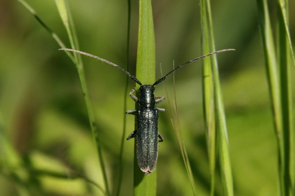Agapanthia