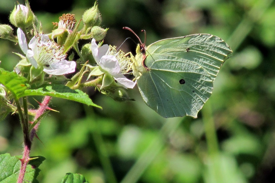 Gonepteryx rhamni - citromlepke