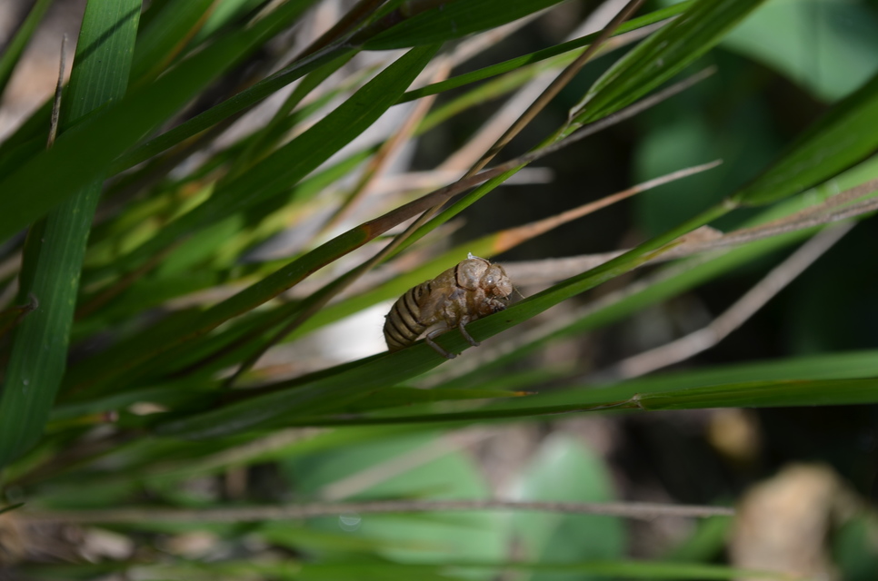 Cicadidae - énekeskabócák Cicadidae - énekeskabócák