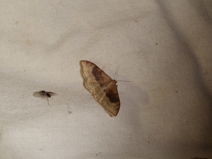 Idaea degeneraria - barnasávos araszoló