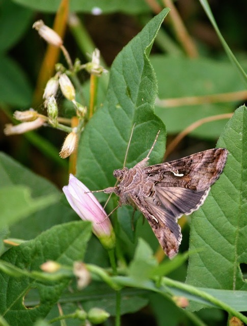 Autographa gamma - gammalepke