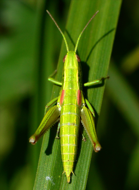 Euthystira brachyptera - smaragdzöld sáska